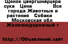 Щенок цвергшнауцера сука › Цена ­ 25 000 - Все города Животные и растения » Собаки   . Московская обл.,Железнодорожный г.